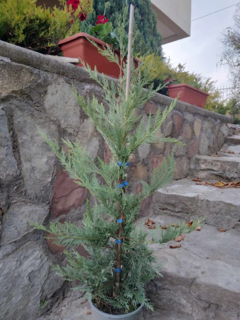 lejland