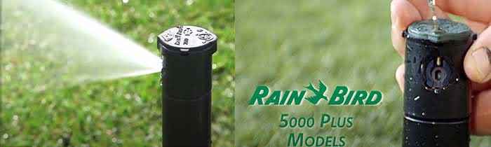 rainbird